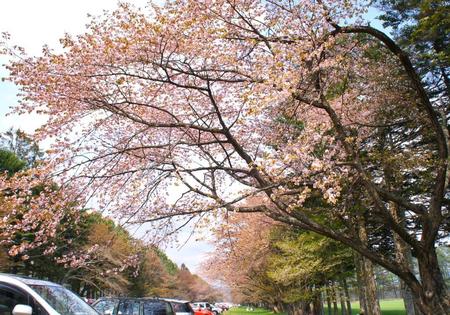 2012-5-9静内 009.jpg